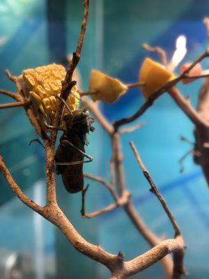 Audubon Aquarium by null