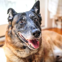 Awedogs Dog Training