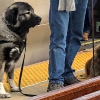 Maximum K9  Service - Off Site Level 2 Obedience at different facilities in different situations. Training at a busy train station with many new smells and sounds - Pet Training Near Me - Deer Park, New York