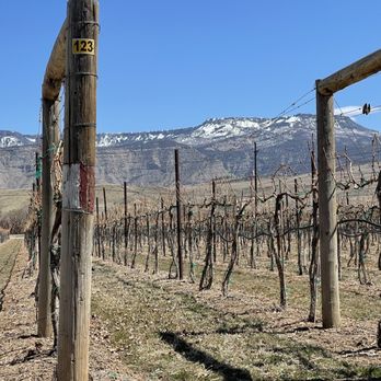 Restoration Vineyards - a row of vines with mountains in the background - Wine Tasting Room Near Me - Palisade, Colorado