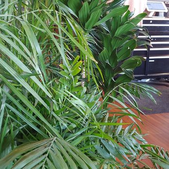 Oak Wood Fire Kitchen - Nice plants - Pizza Near Me - Draper, Utah Oak Wood Fire Kitchen - Nice plants - Pizza Near Me - Draper, Utah
