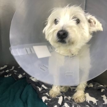 MexiVet Express - A day after surgery. - Veterinarians Near Me