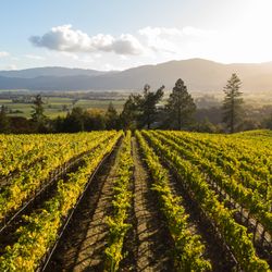 Rutherford Hill Winery - Estate Vineyard