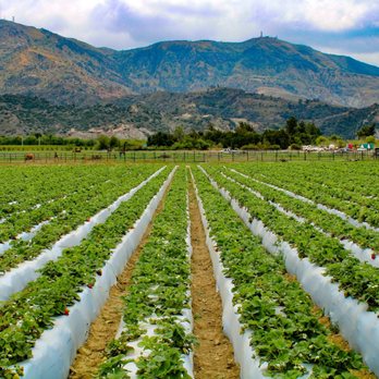 Prancers Farm - Strawberry field! - Fruits & Veggies Near Me - Santa Paula, California Prancers Farm - Strawberry field! - Fruits & Veggies Near Me - Santa Paula, California