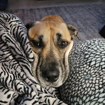 Precious Cargo Pet Care - Pet Sitting Near Me - Groveland, Florida Precious Cargo Pet Care - Pet Sitting Near Me - Groveland, Florida