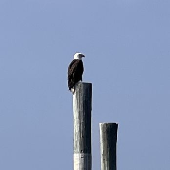 Assateague Explorer - Bald eagle - Rafting/Kayaking Near Me - Chincoteague Island, Virginia Assateague Explorer - Bald eagle - Rafting/Kayaking Near Me - Chincoteague Island, Virginia