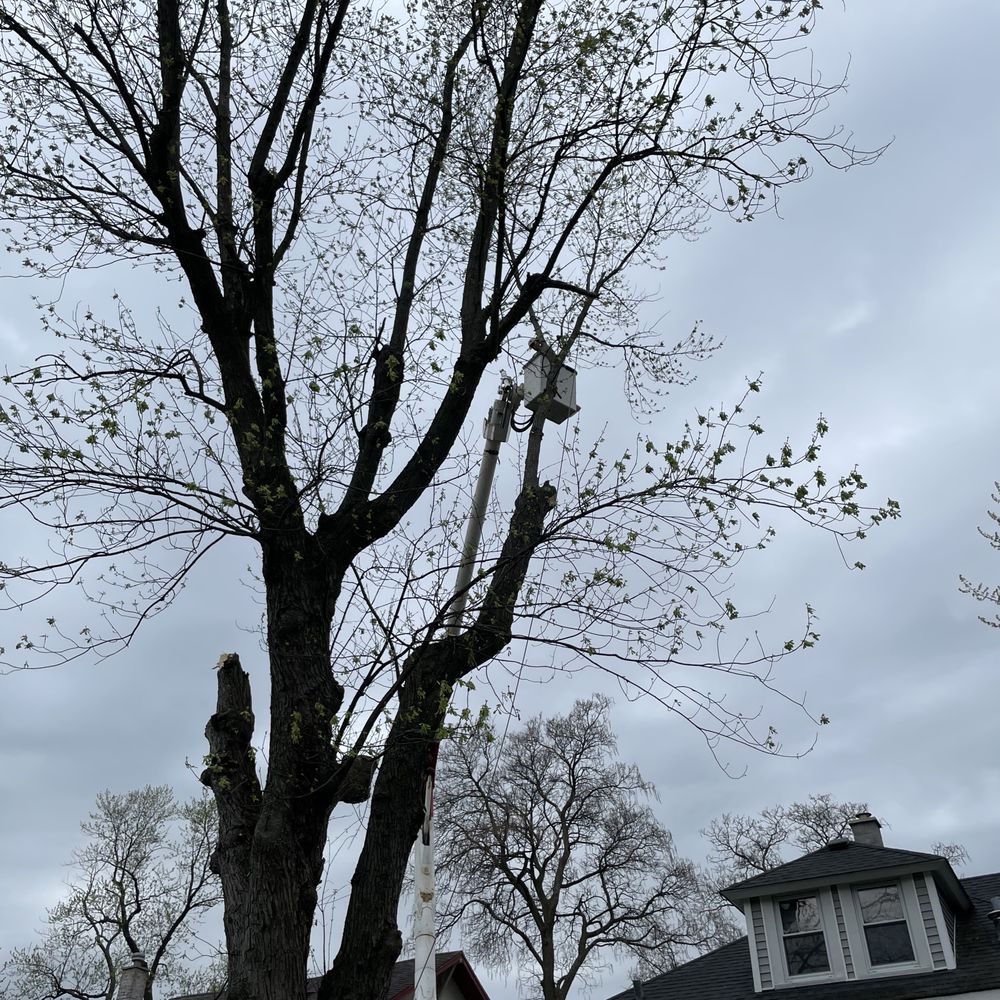 Cross Cuts Tree Service - Tree Services Near Me Cross Cuts Tree Service - Tree Services Near Me