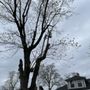 Photo of Cross Cuts Tree Service