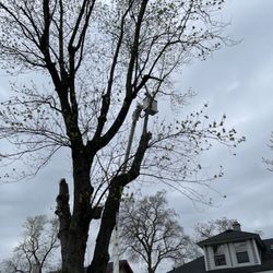 Cross Cuts Tree Service
