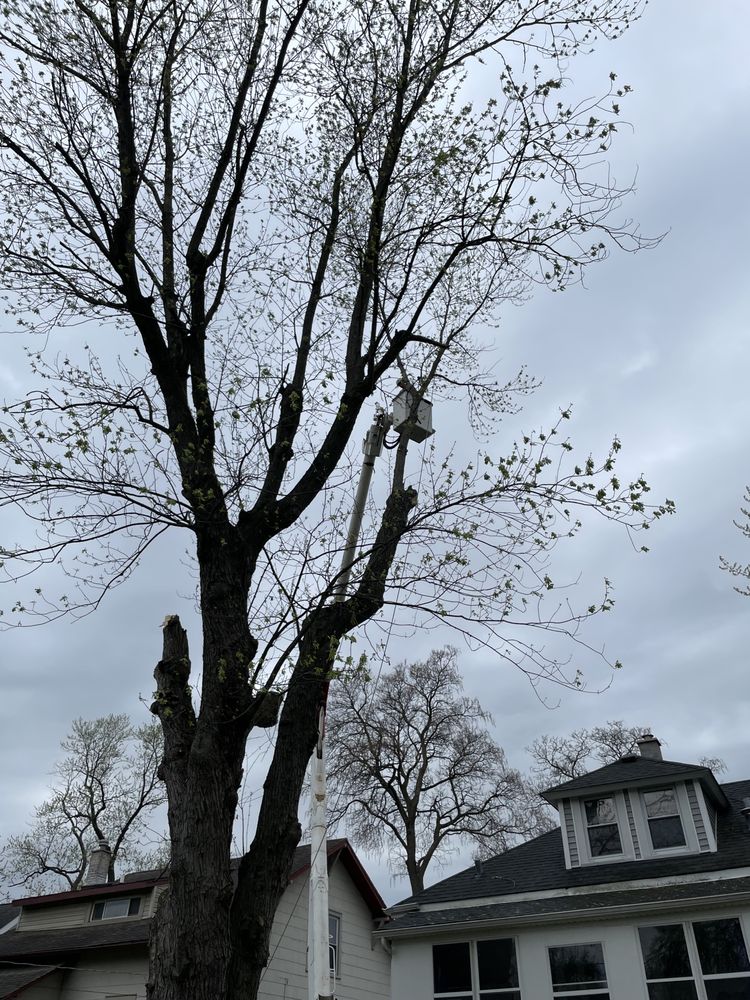 Cross Cuts Tree Service - tree service in Homewood, IL