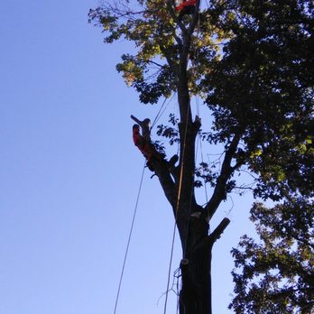 Danny's Tree Service - Tree Services Near Me - Nashville, Tennessee Danny's Tree Service - Tree Services Near Me - Nashville, Tennessee