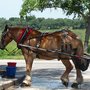 Sea Island Carriage Company