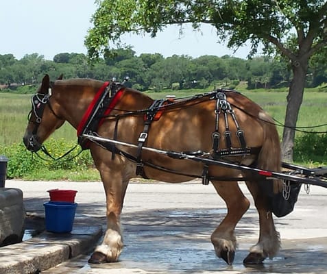 Sea Island Carriage Company by null