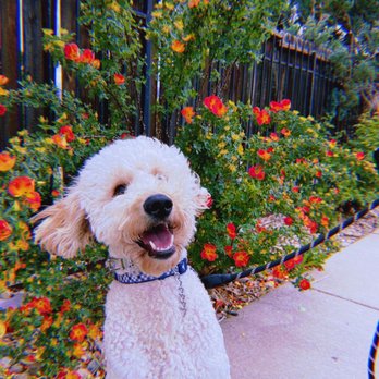 Canine Cottage - Cannoli - Pet Groomers Near Me - Colorado Springs, Colorado Canine Cottage - Cannoli - Pet Groomers Near Me - Colorado Springs, Colorado