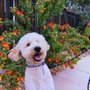Photo of Canine Cottage