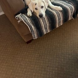 Windrift Kennels - Jack