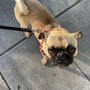 Photo of Ruff2walk