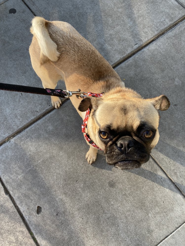 Ruff2walk - pet boarding facility in San Diego, CA