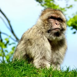 Monkey Forest Trentham