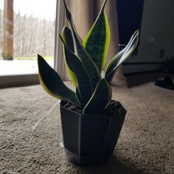 Lowe's Home Improvement