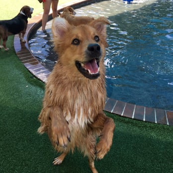 Pompano Pet Lodge - Apollo at the pool at Pompano Pet Lodge... One happy pup! - Pet Training Near Me - Pompano Beach, Florida