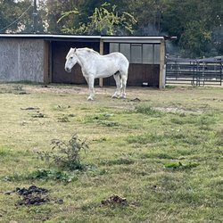 Willow Woods Equine Sanctuary