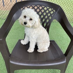 The Dallas Dog Palace