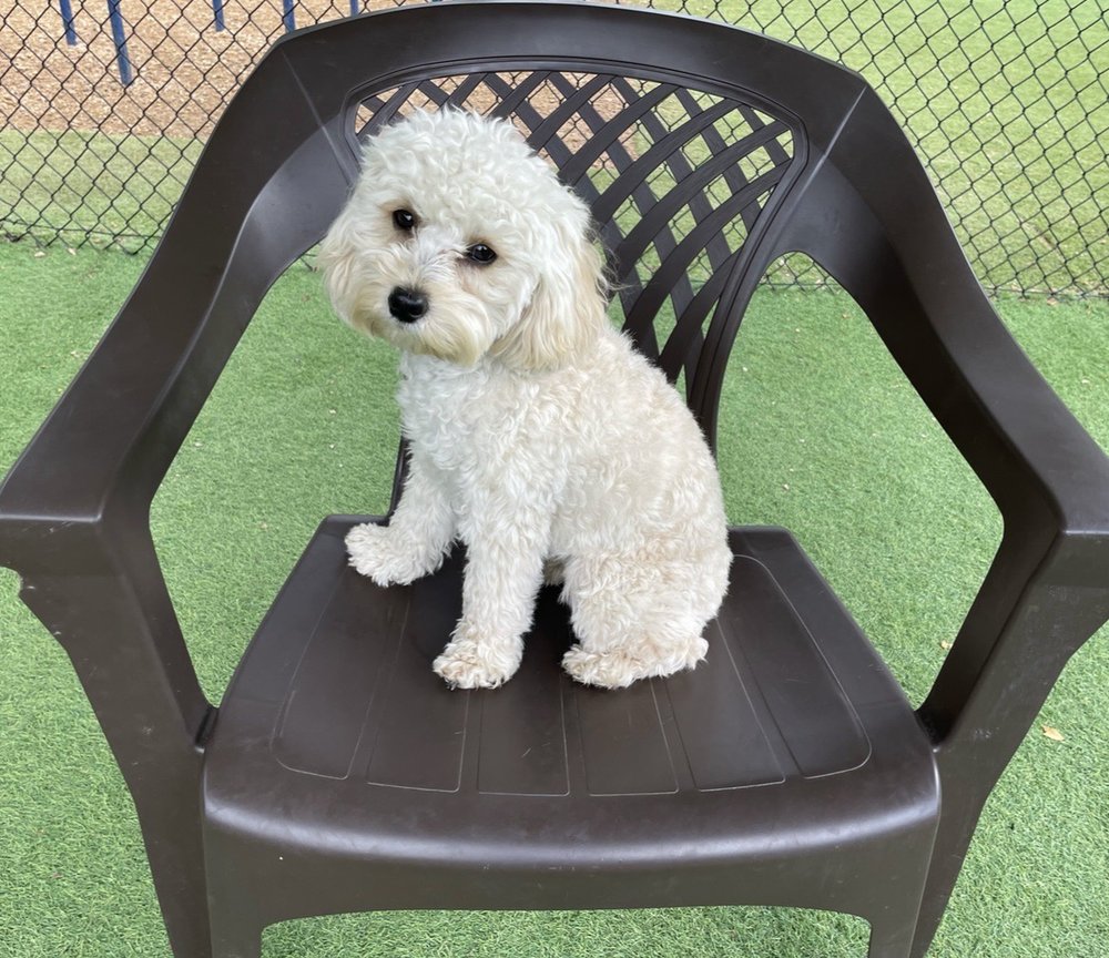 The Dallas Dog Palace - pet boarding facility in Dallas, TX