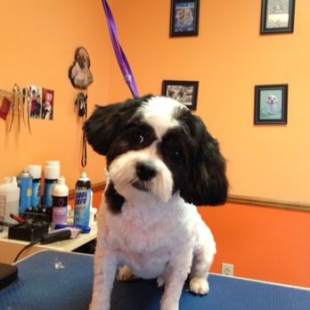 Clip 'N' Dales - Pet Groomers Near Me - Buffalo, New York Clip 'N' Dales - Pet Groomers Near Me - Buffalo, New York