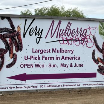 Very Mulberry - Sign - Pick Your Own Farms Near Me - Brentwood, California Very Mulberry - Sign - Pick Your Own Farms Near Me - Brentwood, California
