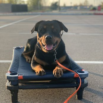 Off Leash K9 Training Sacramento - One Year Old Female Rottweiler named Sheba - Pet Training Near Me - Sacramento, California Off Leash K9 Training Sacramento - One Year Old Female Rottweiler named Sheba - Pet Training Near Me - Sacramento, California