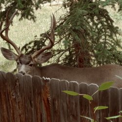 Woodland Park