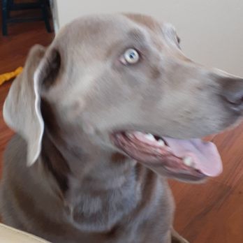Gentle Canines - Pet Training Near Me - Del City , Oklahoma Gentle Canines - Pet Training Near Me - Del City , Oklahoma