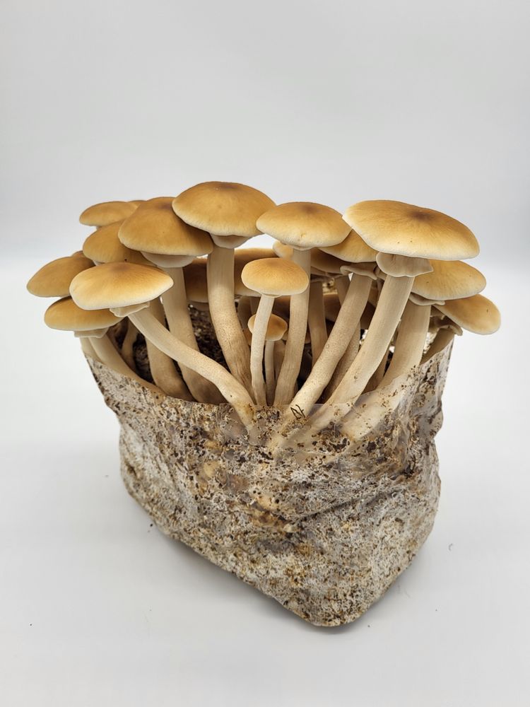 MICROVORA Updated September 2024 3685 S US Hwy 85 87, Colorado