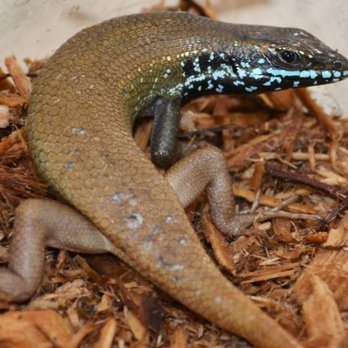 Critter Pet Shop - Male 5 Line Skink -Trachylepis Quinquetaeniata. - Pet Stores Near Me - Allen Park, Michigan Critter Pet Shop - Male 5 Line Skink -Trachylepis Quinquetaeniata. - Pet Stores Near Me - Allen Park, Michigan