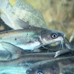 Henneke Fish Hatchery