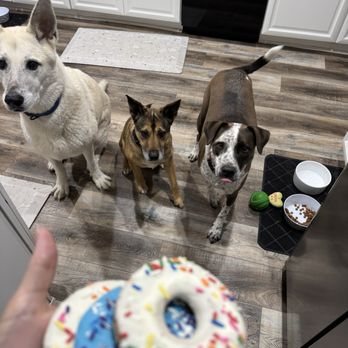 Parlor Doughnuts - The doggy donuts are Jax Dixie and Bodhi approved! - Donuts Near Me - San Antonio, Texas