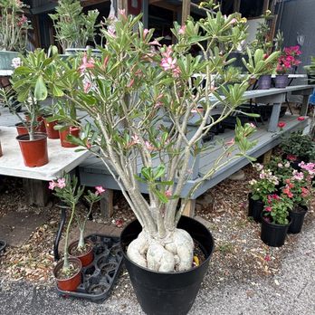 Wimberley Market Days - Desert rose  16 years old 5/2023 - Jewelry Near Me - Wimberley, Texas