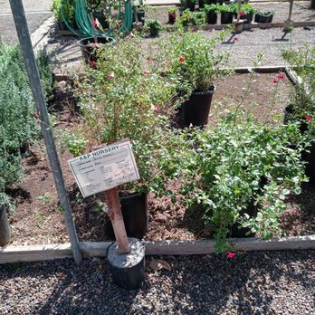 A & P Nursery - Not sure of the name - Nurseries & Gardening Near Me - Mesa, Arizona