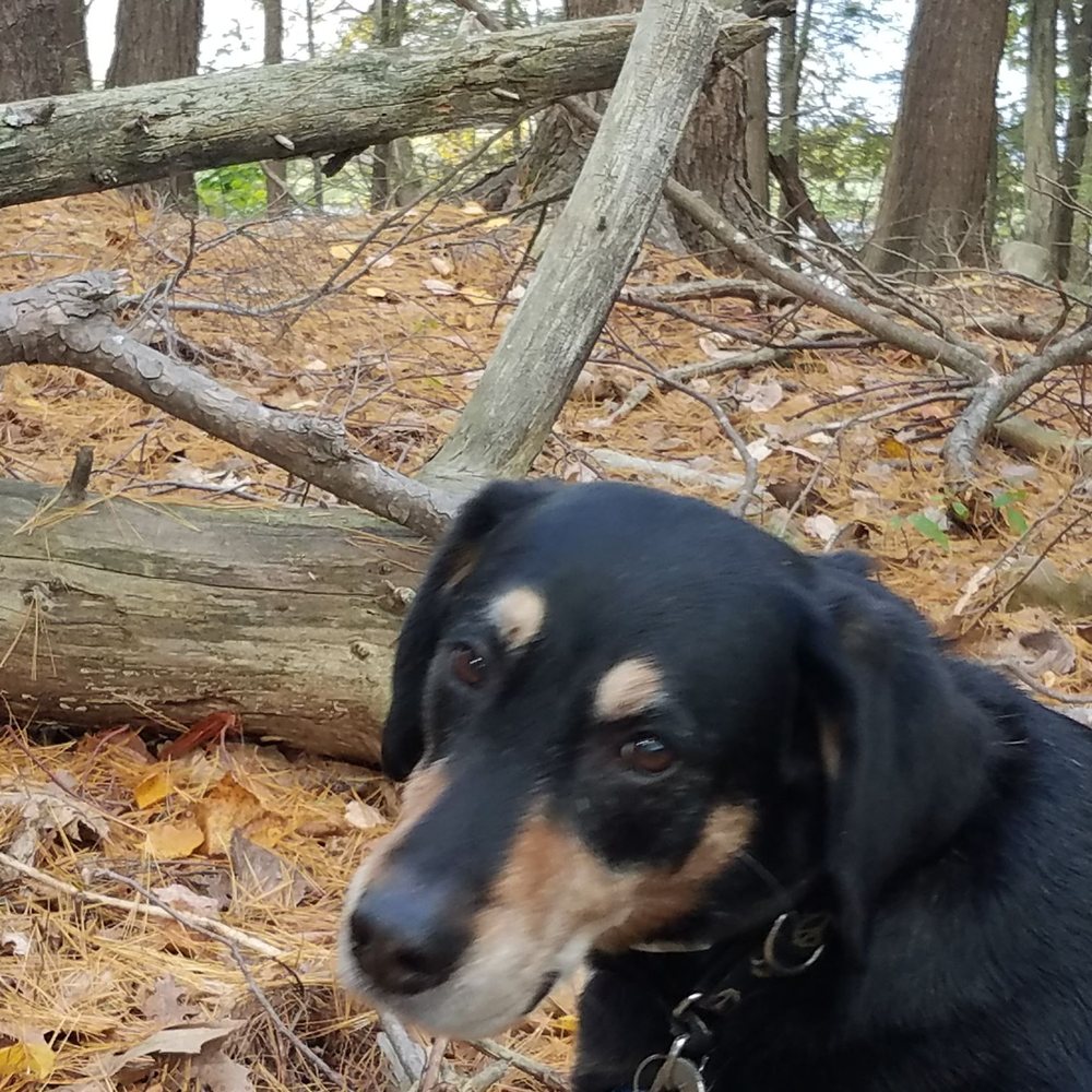 Walks and Whiskers - I wouldn't trust just anyone with my best friend Skeeter! - Pet Sitting Near Me Walks and Whiskers - I wouldn't trust just anyone with my best friend Skeeter! - Pet Sitting Near Me
