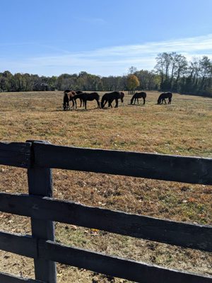 Mill Ridge Farm by null