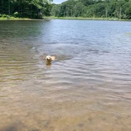 Dog and horse beach
