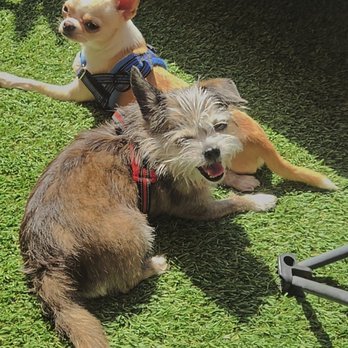 Hollywood Pet Center - Bozley's before pic of his thick coat. #hollywoodpetcenter #burbank #mortimerthebear #rilakkuma #petsalon #petspa #greatfinds - Pet Stores Near Me - Burbank, California Hollywood Pet Center - Bozley's before pic of his thick coat. #hollywoodpetcenter #burbank #mortimerthebear #rilakkuma #petsalon #petspa #greatfinds - Pet Stores Near Me - Burbank, California
