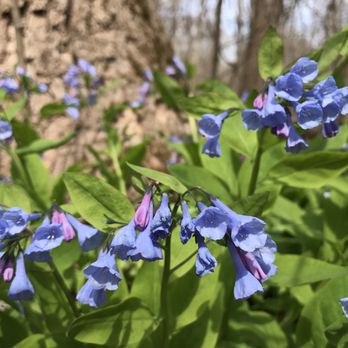 Seneca Park - Virginia Bluebell - Hiking Near Me - Great Falls, Virginia Seneca Park - Virginia Bluebell - Hiking Near Me - Great Falls, Virginia