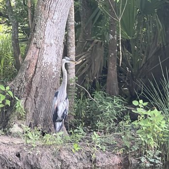 Cajun Pride Swamp Tours - Bird - Tours Near Me - La Place, Louisiana