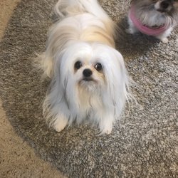 a bark above mobile pet grooming