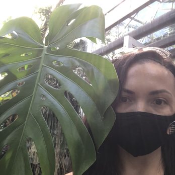 Ott's Exotic Plants - Monstera leaf bigger than my head! - Nurseries & Gardening Near Me - Schwenksville, Pennsylvania Ott's Exotic Plants - Monstera leaf bigger than my head! - Nurseries & Gardening Near Me - Schwenksville, Pennsylvania