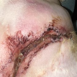 Pocono Lake Animal Hospital - Surgery wound