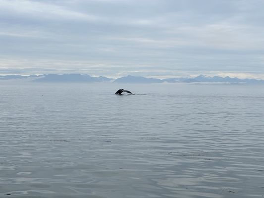 Western Prince Whale Watching Adventures by null