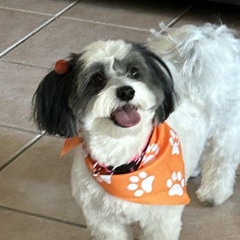 Pretty Dogs - Nala with her pretty new haircut and pompoms! - Pet Groomers Near Me - Orlando, Florida Pretty Dogs - Nala with her pretty new haircut and pompoms! - Pet Groomers Near Me - Orlando, Florida